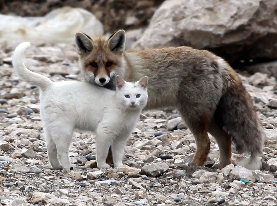 cat and fox