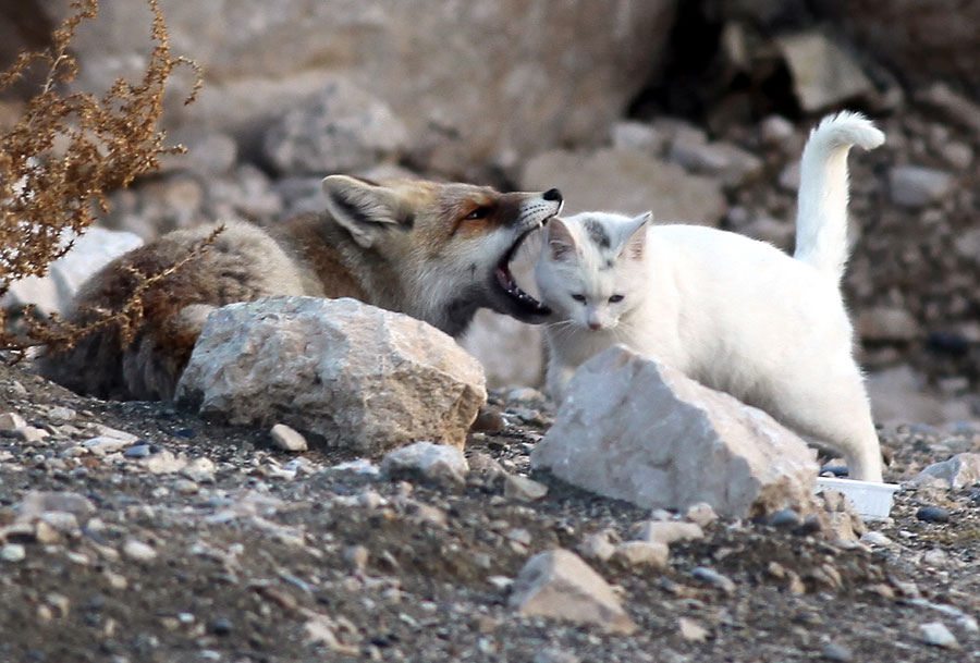 cat and fox