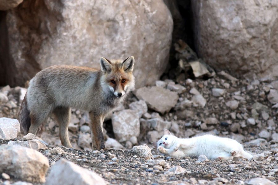 cat and fox