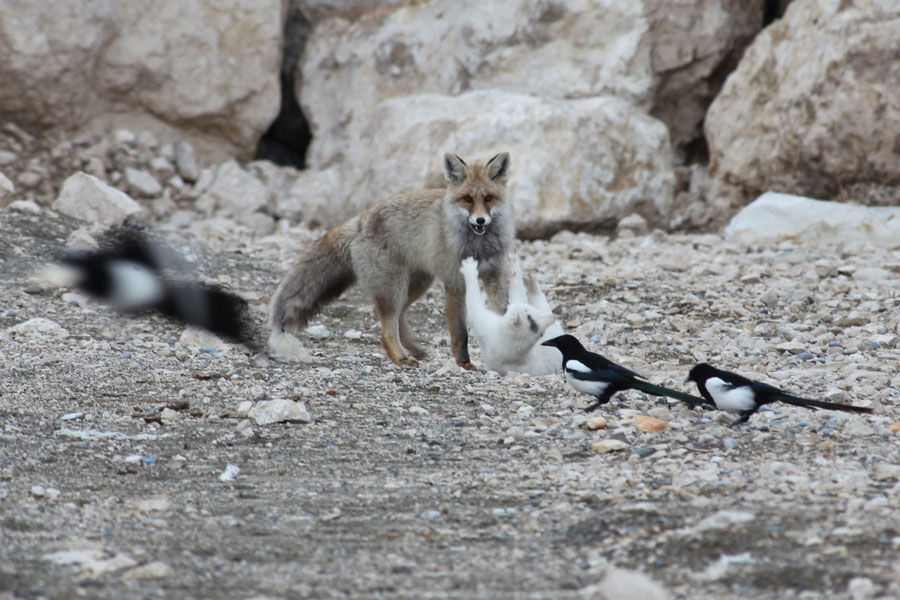 cat and fox