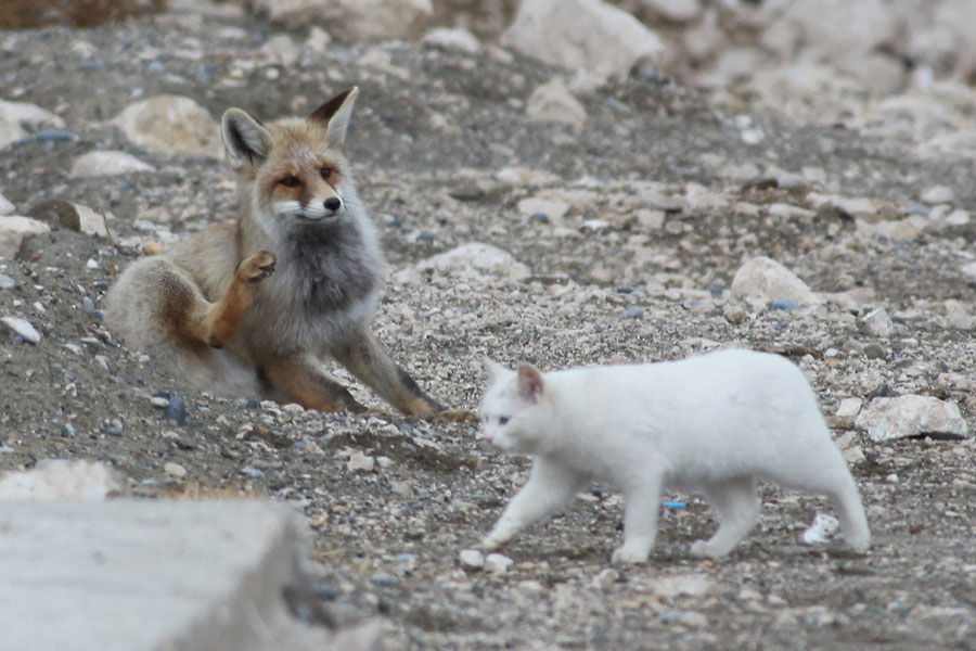 cat and fox