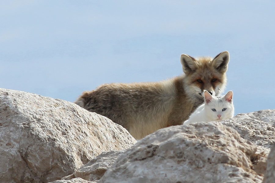 cat and fox