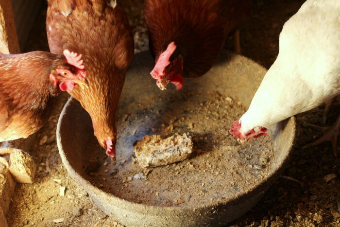 suet cake for chickens