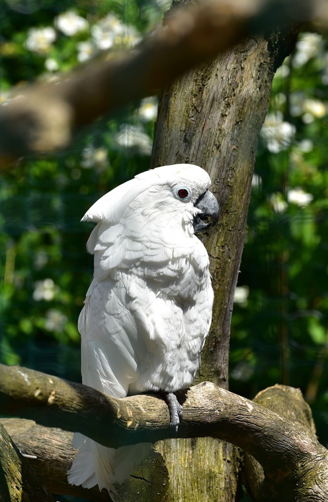 cockatoo