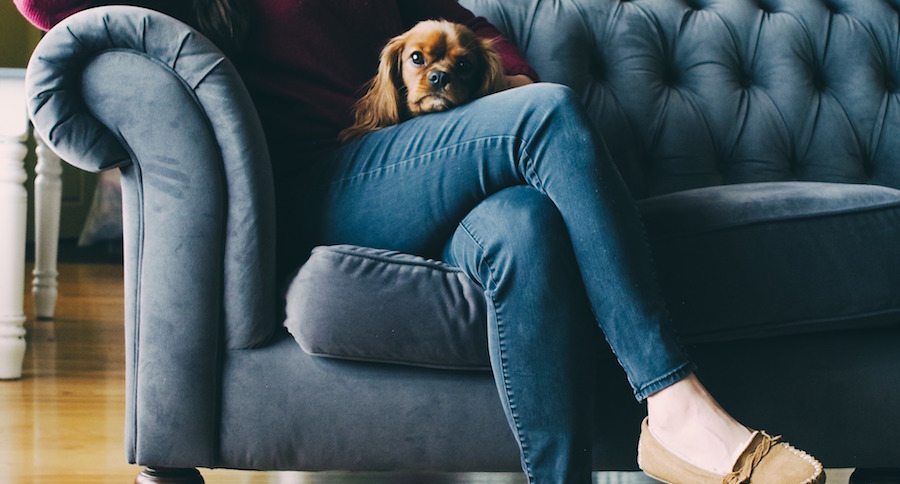 Dog on woman's lap