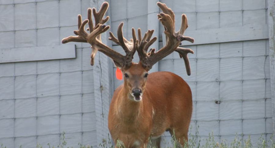 Wisconsin deer facilities