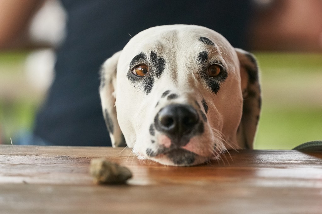 Dalmatian begging