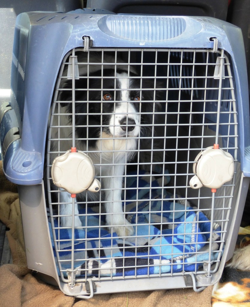 dog in carrier