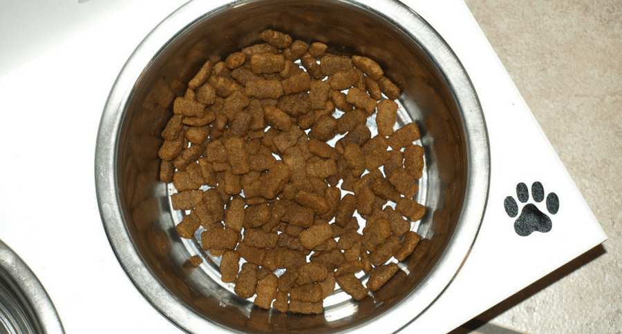 Your Pet's Food Bowl Could Be Making You Sick