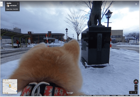 Dog view Google maps 