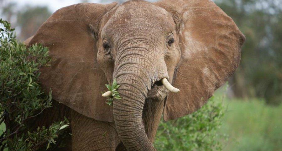 elephant trophy imports