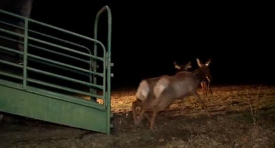 elk released in West Virginia