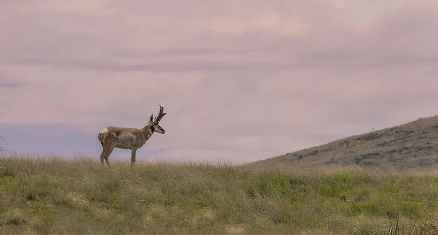 pronghorn