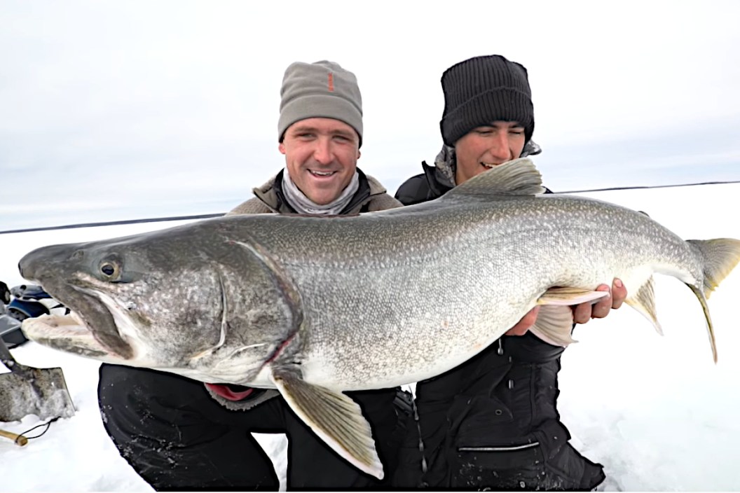 Giant Lake Trout