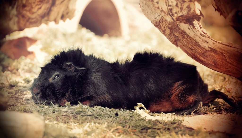 Black guinea pig in cage