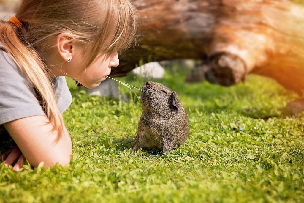 Girl with guinea pig