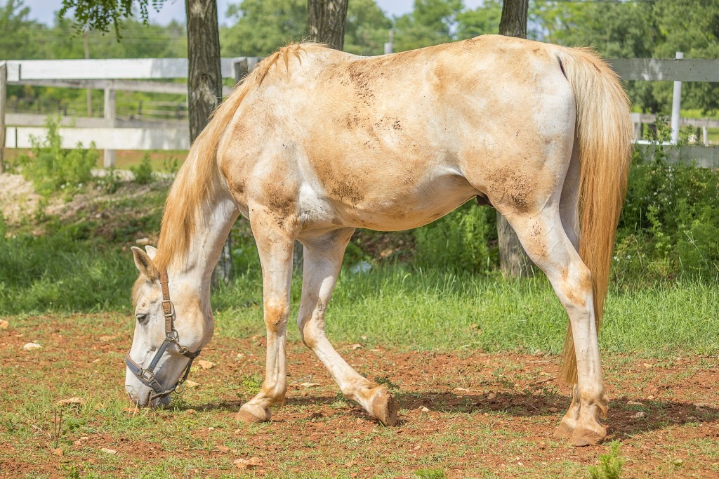 Muddy horse