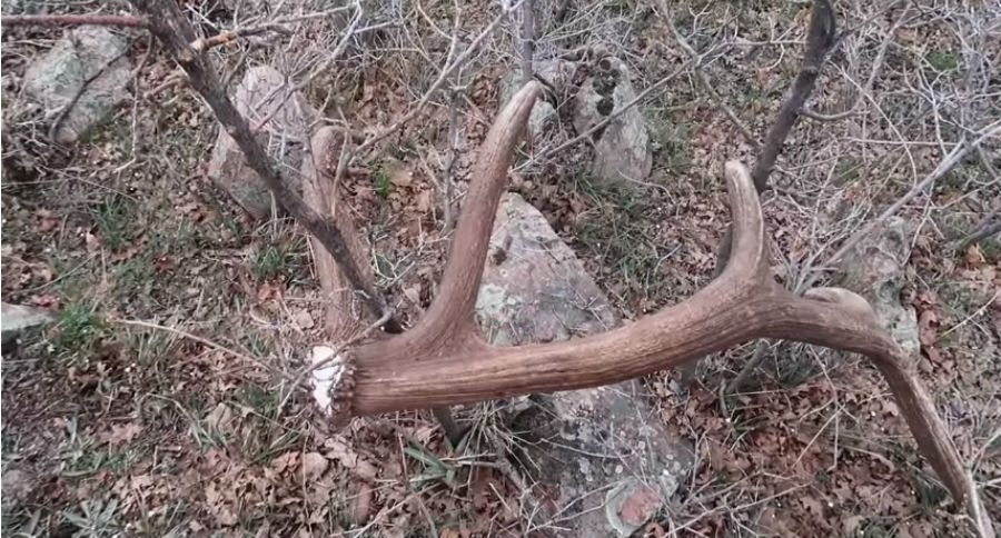 elk shed