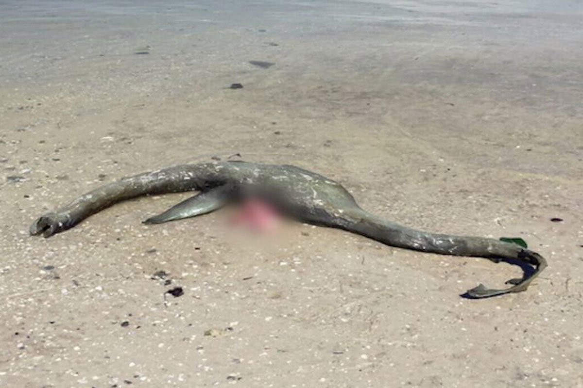 sea creature