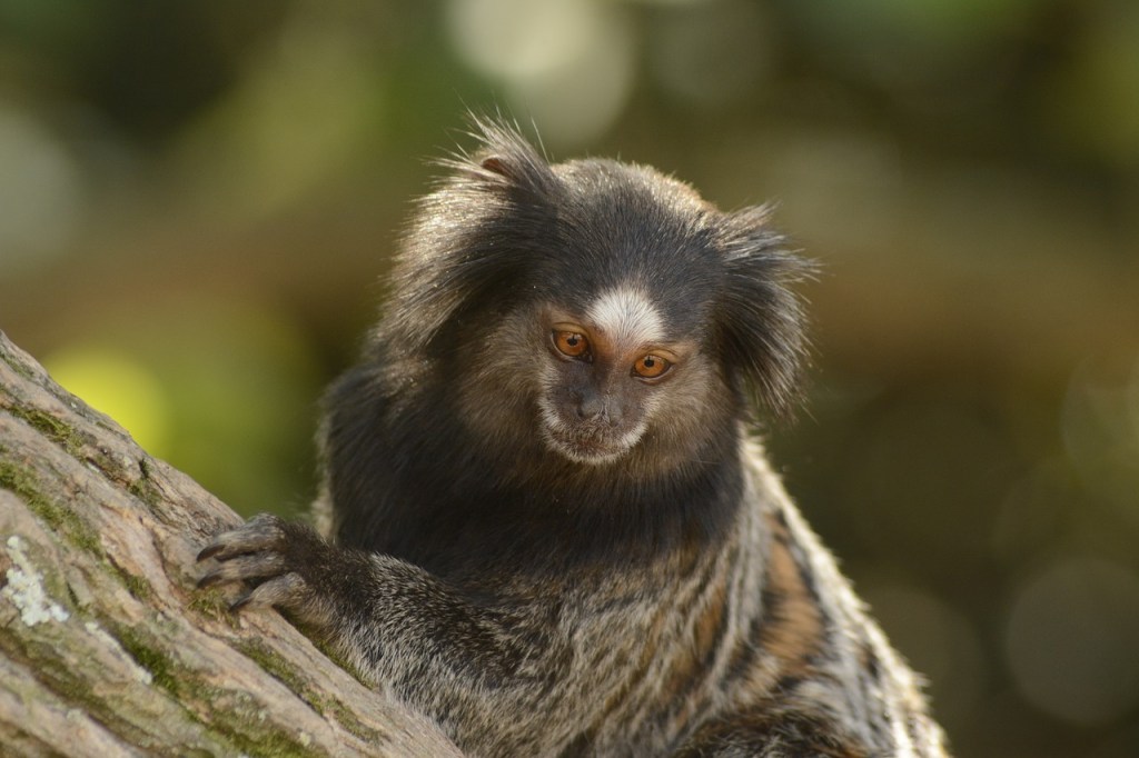 marmoset