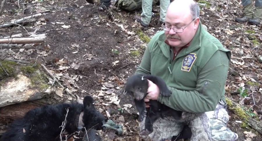 bear cubs