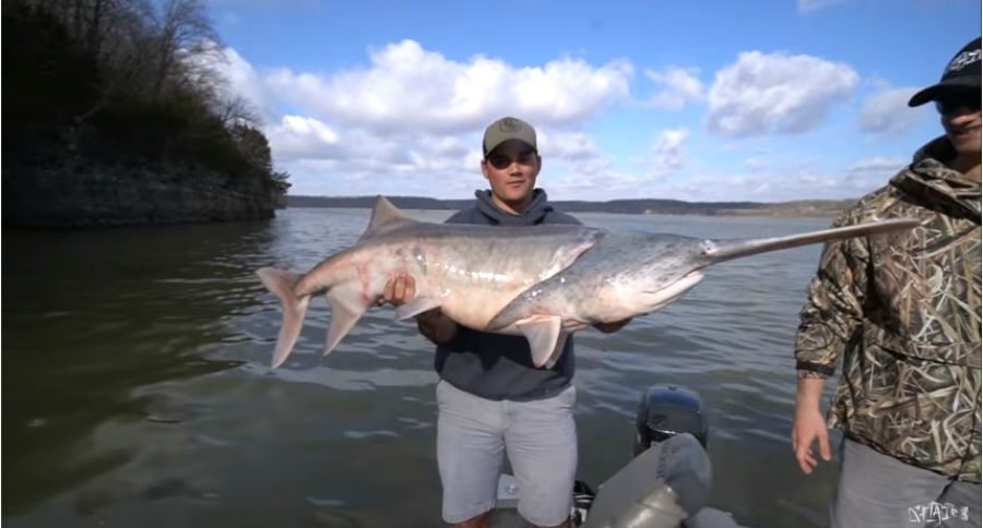 paddlefish