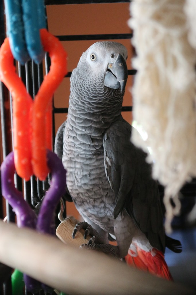 african grey parrot