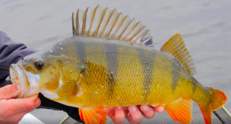 perch fishing