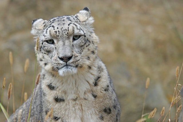 snow leopard