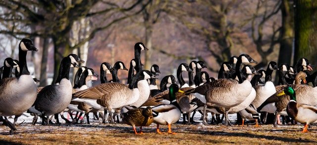 canada geese