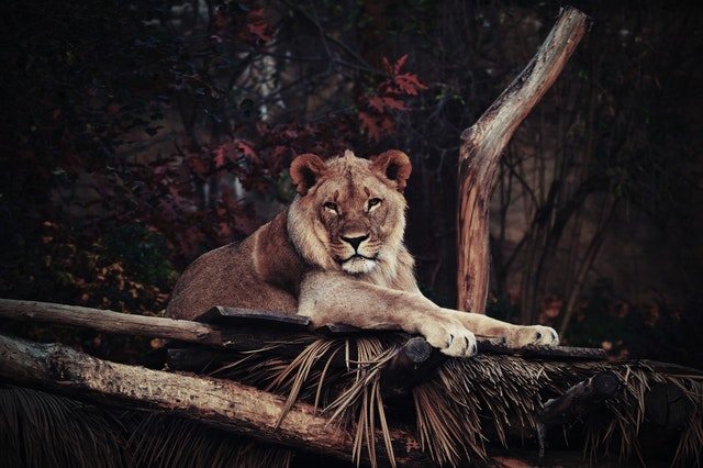 adolescent african lion