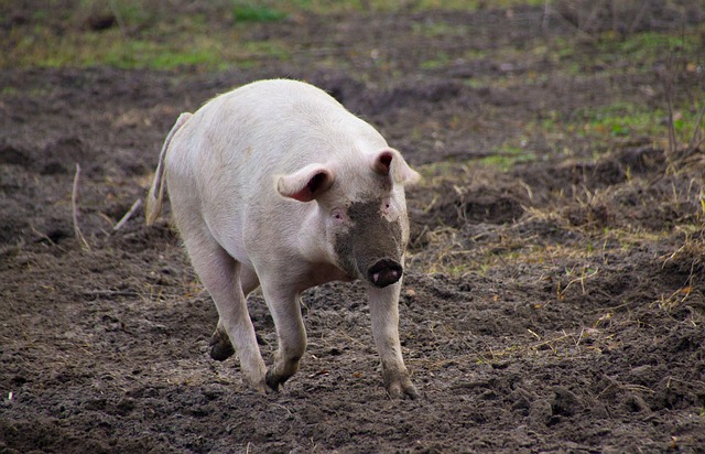 pig running