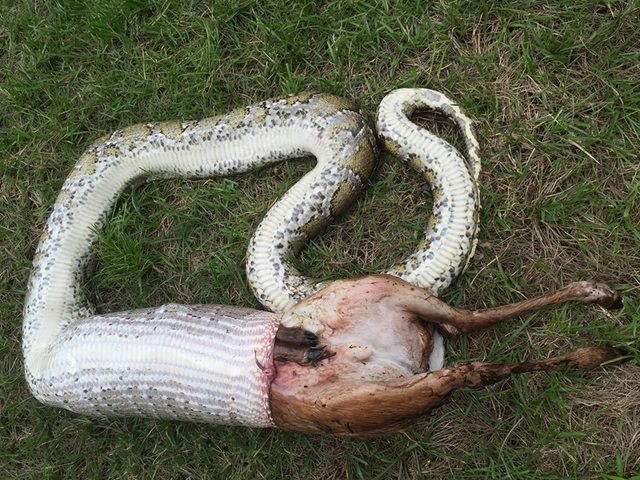 Python swallows deer