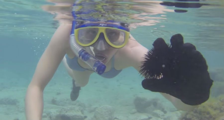 sea urchin
