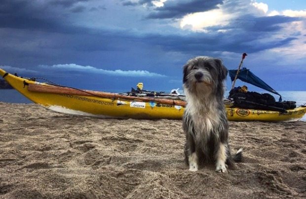 dog on beach