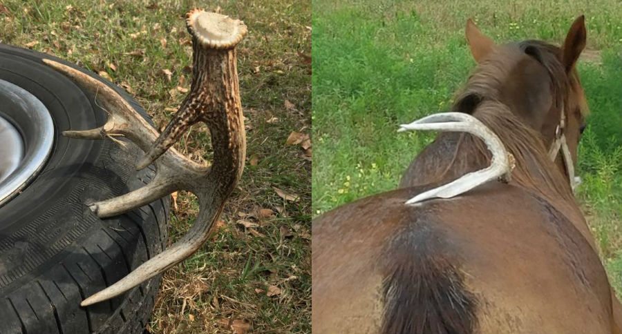 shed antlers