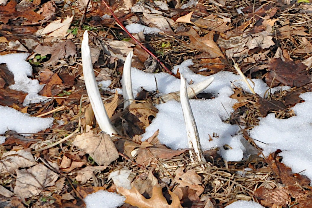 Shed Hunting Mistakes