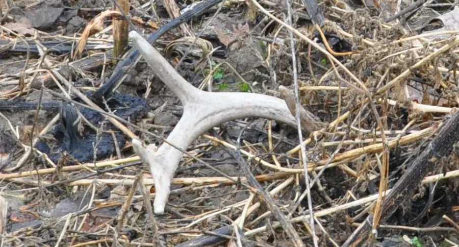 shed hunting