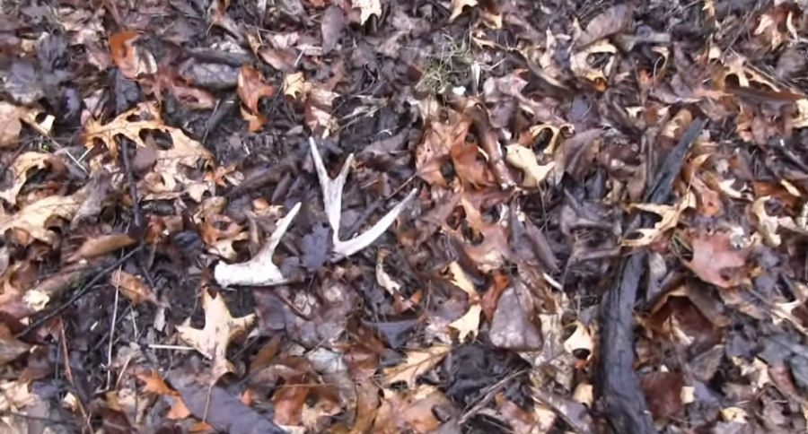 shed antlers