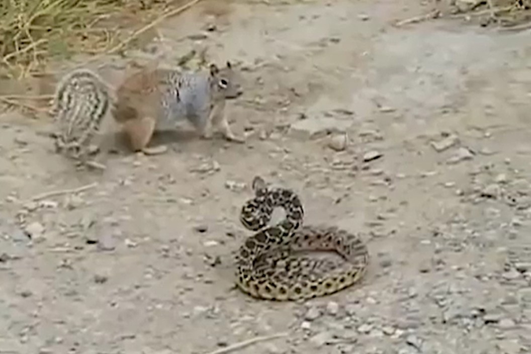 Squirrel vs Snake