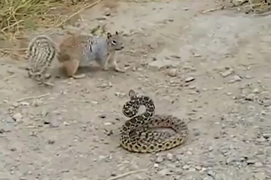 Squirrel vs. Snake A Tiny Battle With an Unexpected Wide Open Spaces
