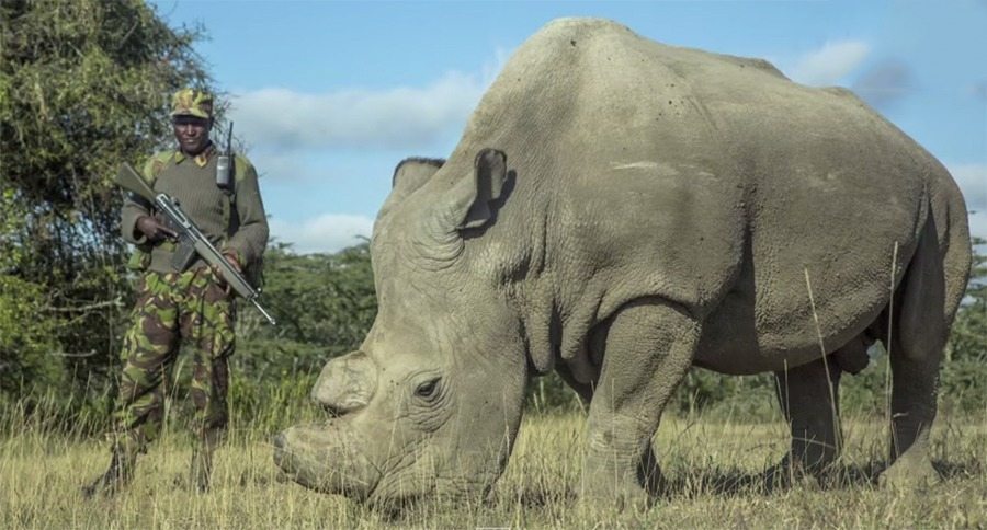 northern white rhino