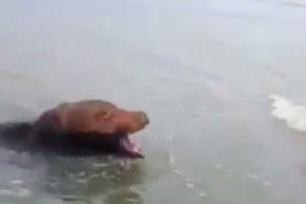 bear