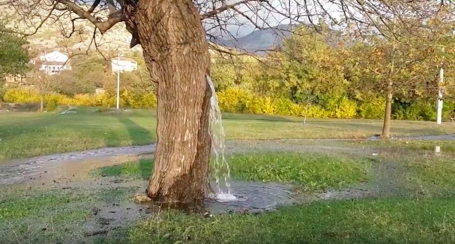 water tree