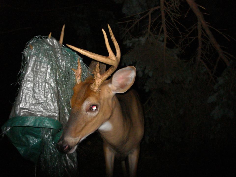 Trail Cam Tuesday