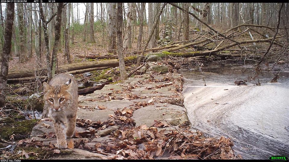 Trail Cam Tuesday