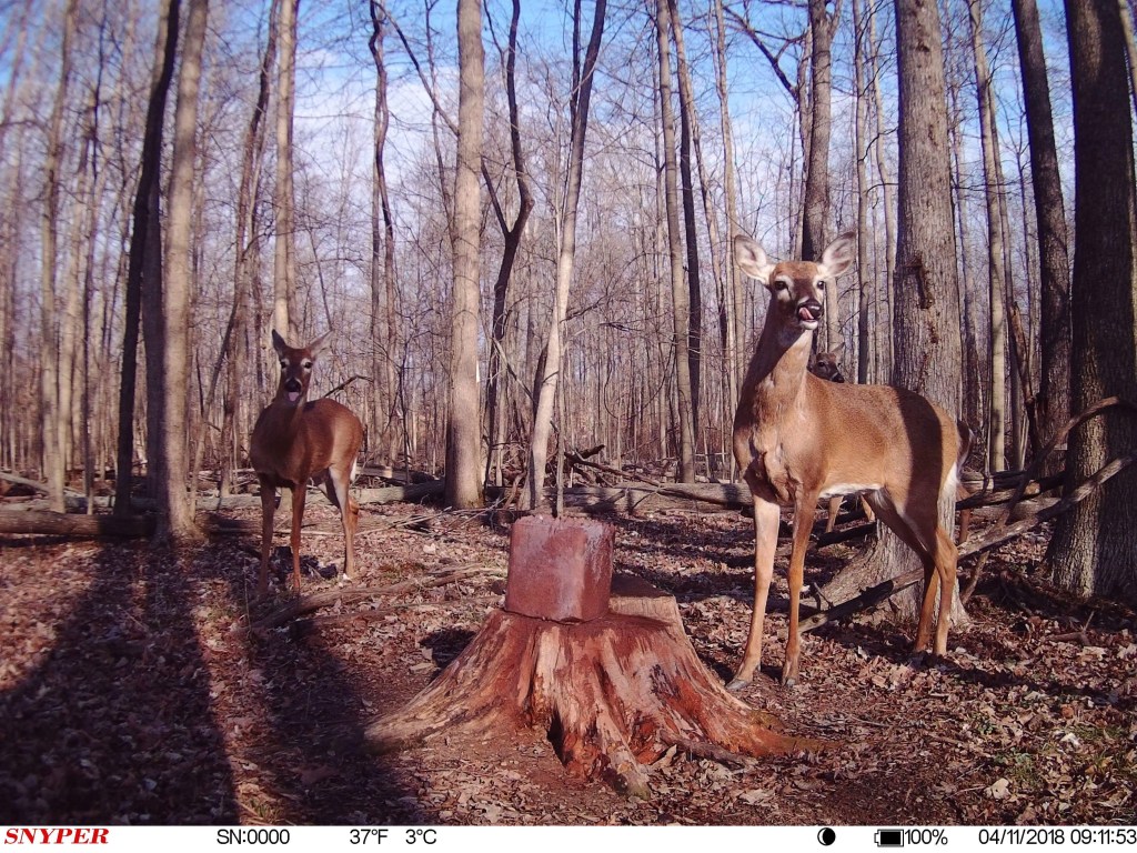 Trail Cam Tuesday