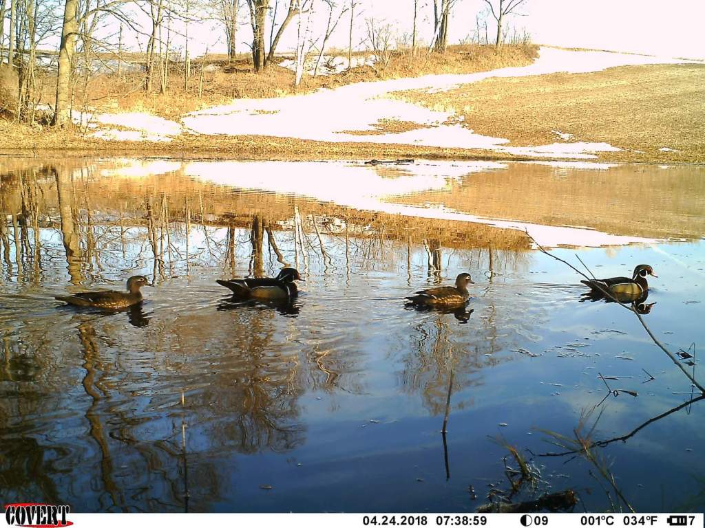 Trail Cam Tuesday