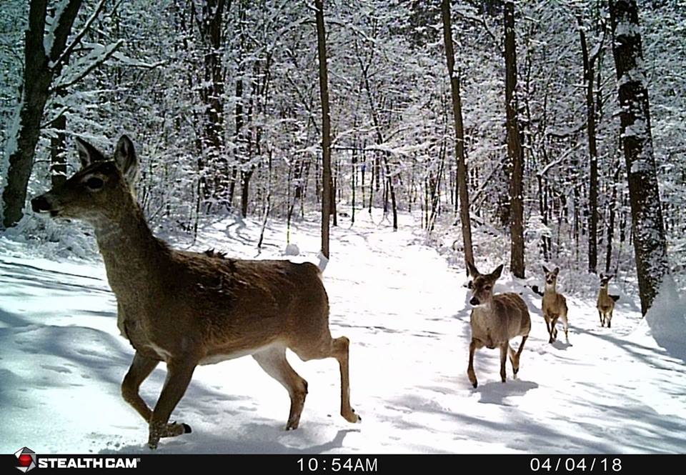 Trail Cam Tuesday