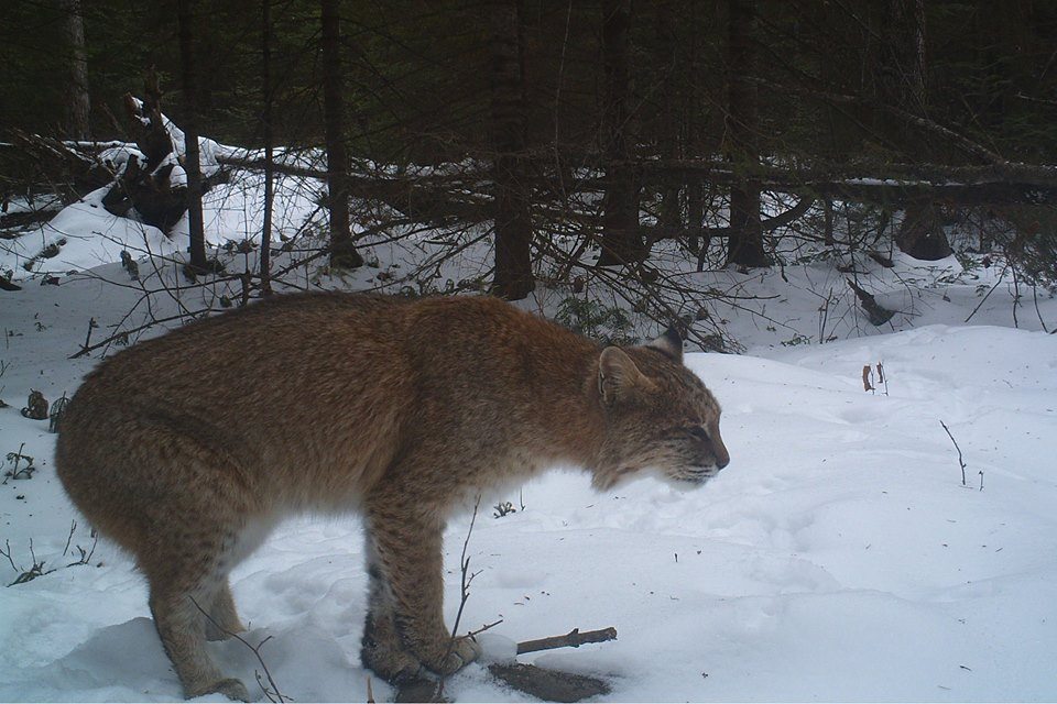 Trail Cam Tuesday